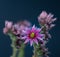 Surrealistic macro of a single isolated sempervivum / echeveria blossom on blue background