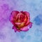 Surrealistic macro of a single isolated veined violet pink yellow rose blossom in vintage painting style on watercolors