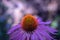 Surrealistic macro of a wide open single isolated violet  orange coneflower blossom