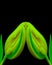 Surrealistic neon color yellow green tulip blossom pair