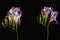 Surrealistic pair of violet freesia blooms and buds