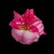 Surrealistic pink aged rose blossom heart macro in vintage painting style on black background