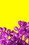 Surrealistic purple cactus on a yellow background in minimal style