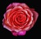 Surrealistic red violet glowing rose blossom macro on black background