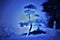 Surrealistic tree in blue light.