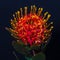 Surrealistic vintage macro of a hot red yellow glowing protea blossom