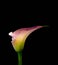 Surrealistic violet green glowing calla blossom on black background
