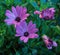 Surrealistic violet pink cape daisy blooms,green leaves,buds,on natural background ind