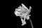 Surrealistic white parrot tulip bloom with stem macro isolated on black background