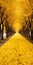 Surrealistic Yellow Trees: A Captivating Pathway To Nature\\\'s Beauty