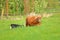 Surrogate Mother Cow and Calf