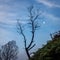 Surroundings of Ijen volcano in the early morning. Tree silhouette on a slope of a mountain and fool moon.