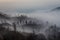 Surroundings of Ijen volcano. Trees through fog and sulfur smoke. Banyuwangi Regency of East Java, Indonesia.