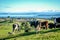 Surroundings of Lake Taupo with cows in foreground