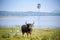 Surti water buffalo Bubalus bubalis standing in marshland, with watery background