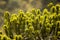 Suru cactus with small yellow flowers wild view