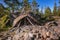 Survival shelter made with natural and available materials, stones, pine trees, northern landscape