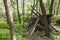 Survival shelter in the woods from tree branches. Cone or pyramid shape shelter