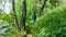 Survival techniques in the forest for children. A boy with camping equipment walks on a hiking trail in a temperate forest. Sport