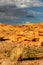 Survival in a tough desert landscape by vegetation shining in the evening sun, The Chains, Page, Arizona, USA