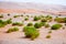 Surviving plants on the sand dunes of Liwa Oasis, United Arab Emirates