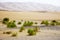 Surviving plants on the sand dunes of Liwa Oasis, United Arab Emirates