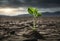 Surviving sprouted lonely sprout in a lifeless dry desert. Nature save theme