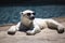 Surviving in a Warming World: Polar Bear Laying on the Beach. Generative ai