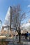 Survivor Tree (World Trade Center)