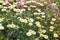 Susanna Mitchell Marguerite Daisy Anthemis and a bee