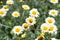 Susanna Mitchell Marguerite Daisy Anthemis and a bee