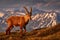 Suset, Ibex from Niederhorn, Switzerland. Ibex, Capra ibex, horned alpine animal with rocks in background, animal in the stone