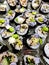 Sushi rolls asian traditional Japanese ingredients. Salmon, rice, vegetables, sesame seeds