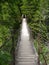 Suspended bridge in the forest