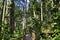 Suspended bridges at top of the trees in Parc Des Mamelles, Guadeloupe Zoo, in the middle of the rainforest on Chemin de la