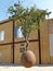 The suspended orange tree. Yaffo, Israel