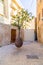 Suspended Orange Tree in Yafo, Israel