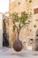 Suspended Orange Tree in Yafo, Israel