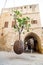 Suspended Orange Tree in Yafo, Israel
