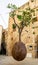 Suspended Orange Tree in Yafo, Israel