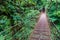 Suspension bridge in the cloud forest of Reserva Biologica Bosque Nuboso Monteverde, Costa Ri