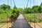 Suspension bridge in the forest with blue sky