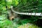Suspension bridge in green forest