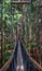 Suspension bridge in the Redwood tree walk forest, Whakarewareka, Rotorua, New Zealand