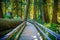 Suspension Bridge to the Grove of the Patriarchs, Mount Rainier National Park, Washington