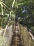 Suspension bridge in tropical garden of the French West Indies. Suspended walkway over lush Caribbean vegetation. Nature and