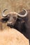 Suspicious African Buffalo