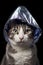suspicious cat wearing foil hat on black background, neural network generated photorealistic image