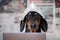 Suspicious dachshund dog in foil hat with laptop looking at camera, front view, blurry newspapers with conspiracy theories in