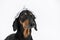 Suspicious dachshund dog in foil hat on a white background, not isolate. Fear of aliens or radiation exposure from antennas and